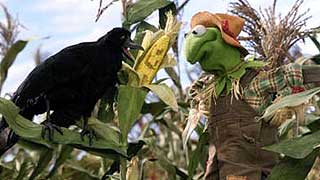 kermit_crow.jpg