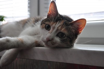 DSC_0012.JPG (180.48 KiB) Przejrzano 7307 razy DSC_0012.JPG