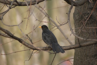 DSC00746.JPG (225.53 KiB) Przejrzano 7300 razy DSC00746.JPG