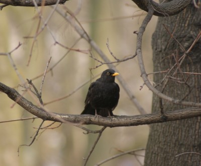 DSC00740.JPG (223.69 KiB) Przejrzano 7118 razy DSC00740.JPG