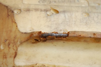 DSC_1775.JPG