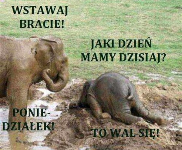 Słon.jpg